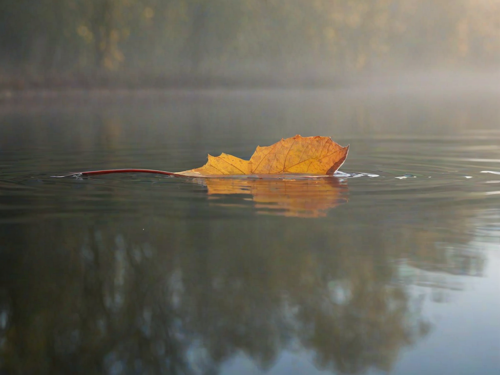 Soft-focus image of a single autumn leaf floating on the surface of a still pond, soft morning mist rising from the water, with distant trees reflected in the glassy surface.