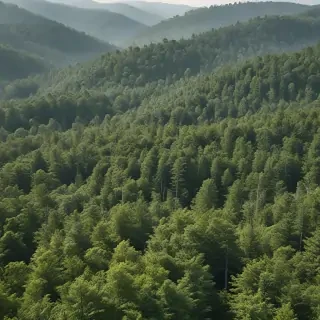 forest png