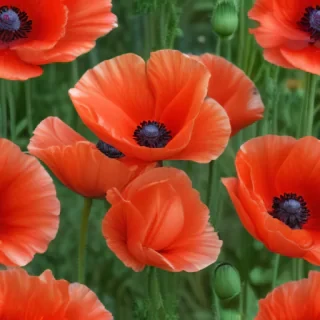 poppy flower