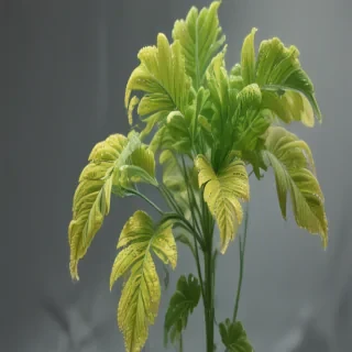 transparent plant