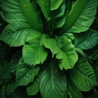 green iphone background