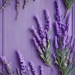 aesthetic lavender wallpaper