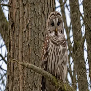 barred owl call