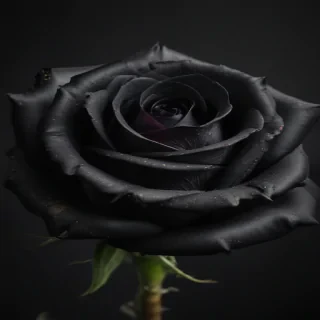 black rose photo