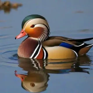 mandarin duck