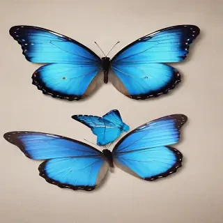 blue butterfly png