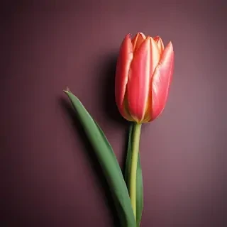 tulip iphone wallpaper