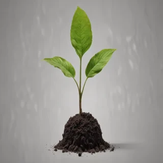 seedling png