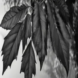 leaves black and white
