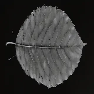 leaf images black and white