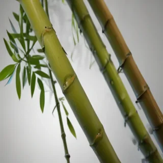 bamboo png