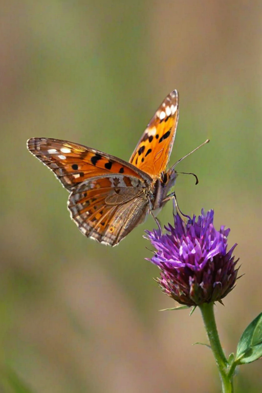 cute butterfly
