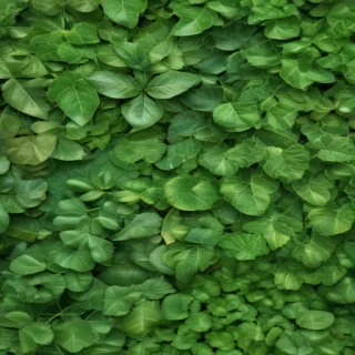 leaf background green