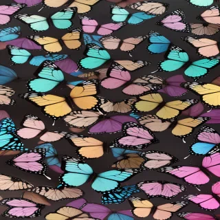 butterfly wallpaper pictures