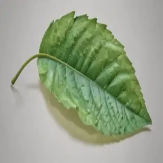 leaf transparent background