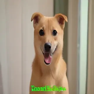 funny gifs
