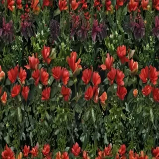 plants no background