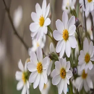 spring flowers