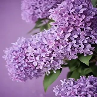 lilac wallpaper iphone