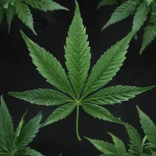 marijuana leaf
