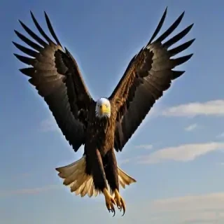 eagle background