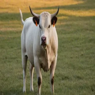 american bull jack