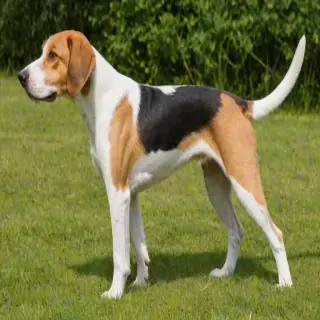 english foxhound