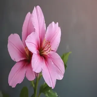 flower phone wallpaper