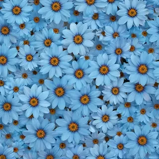 blue flower background