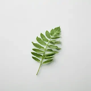 green on white background
