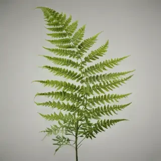 transparent fern png