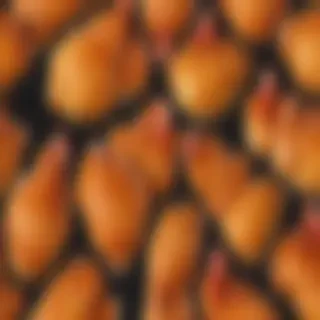 chicken png