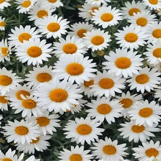 aesthetic daisy wallpaper