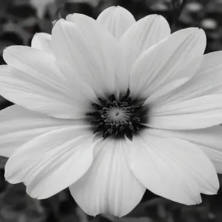 black and white flower