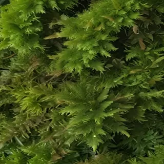 moss png