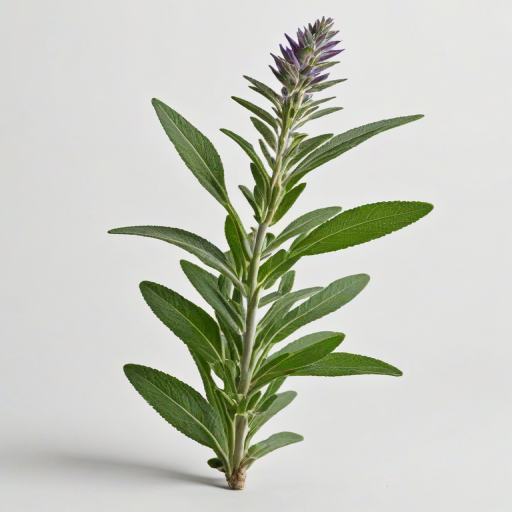 sage png