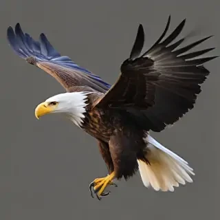 eagle fly png