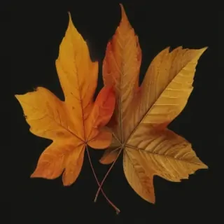 png fall leaves