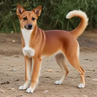 somali breed