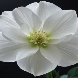 transparent white flower