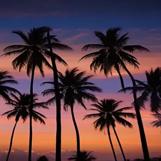 palm trees background