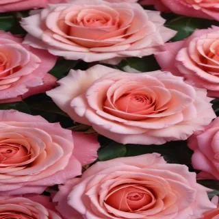 aesthetic rose background