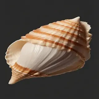 seashell png