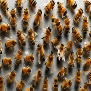 bees png