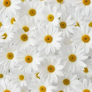 white background flower