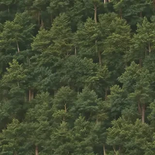 background trees