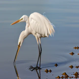egret bird
