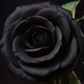 black rose picture