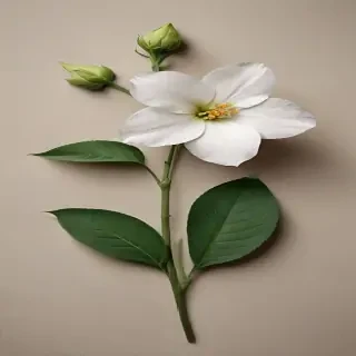 aesthic flower