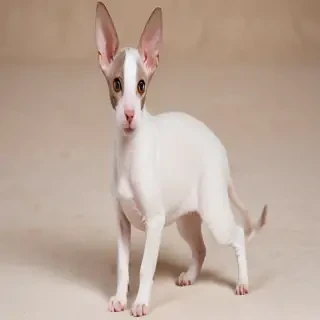 cornish rex breed